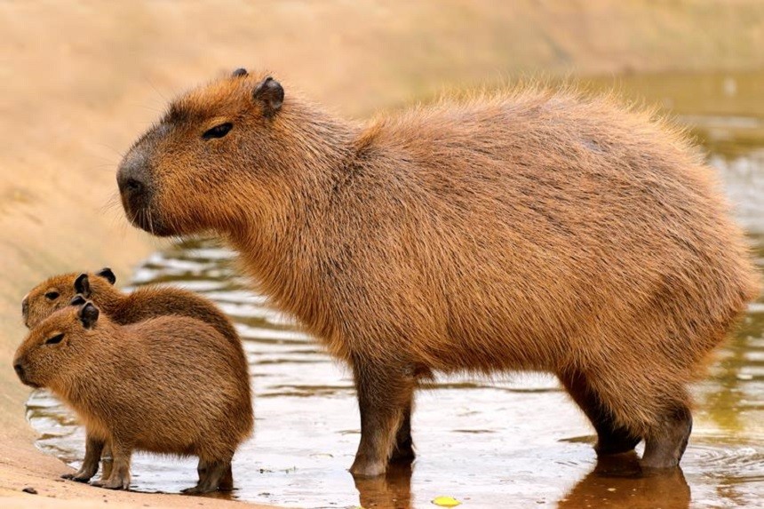 Kapibara memy