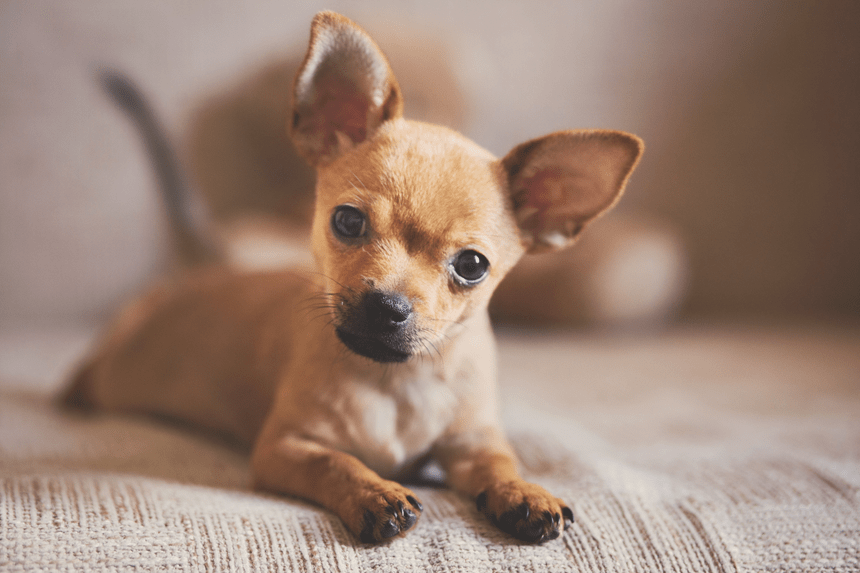 Chihuahua szczeniaki