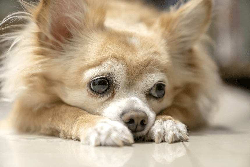 Chihuahua długowłosa