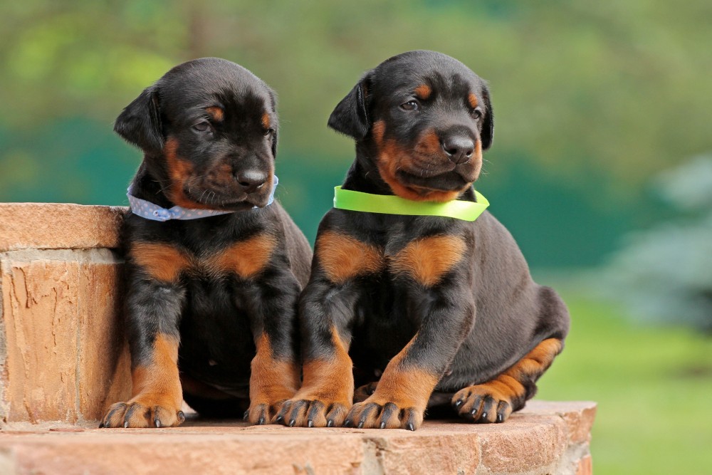 Doberman szczeniaki