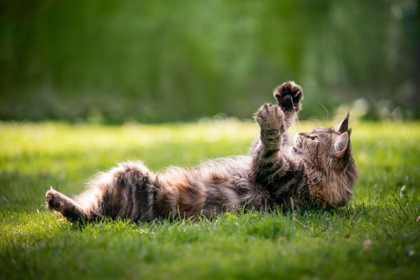 Maine coon cena