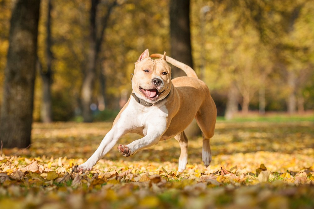 American Staffordshire Terrier Fci 