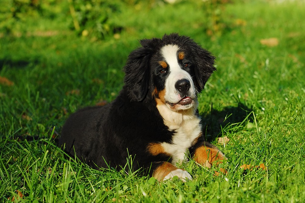 Berneński pies pasterski duży i łagodny pies dla dziecka i dla rodziny