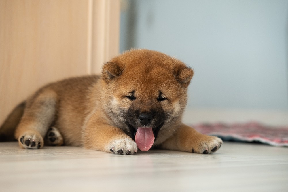 SHIBA INU SZCZENIAK