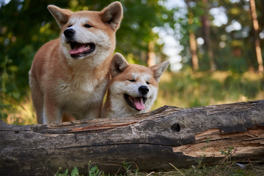 Akita japońska i amerykańska