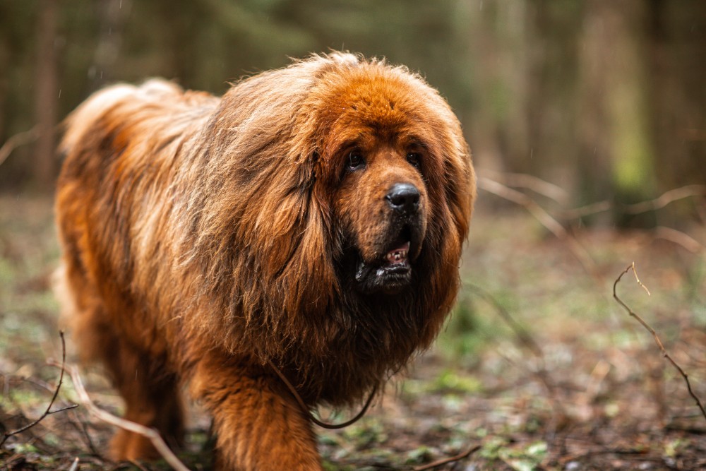 Pies Rasy Mastif Brazylijski Siedzi Na Tle Zielonego Świerku