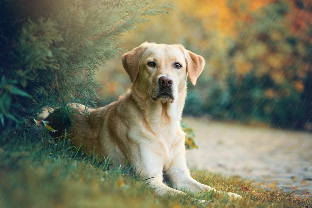 Psy terapeutyczne labrador retriever