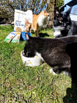 CAT CHOW Sterilised Karma dla kotów z kurczakiem i bakłażanem w sosie 85g