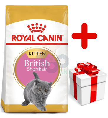 ROYAL CANIN British Shorthair Kitten 10kg karma sucha dla kociąt, do 12 miesiąca, rasy brytyjski krótkowłosy + niespodzianka dla kota GRATIS!