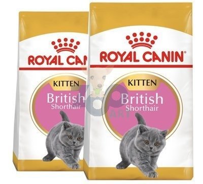 ROYAL CANIN British Shorthair Kitten 2x10kg karma sucha dla kociąt, do 12 miesiąca, rasy brytyjski krótkowłosy