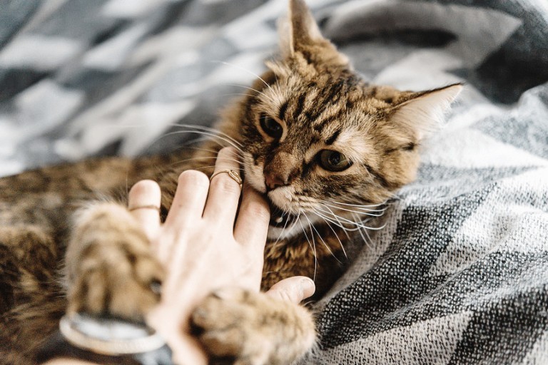 Agresywny kot – dlaczego kot atakuje właściciela?