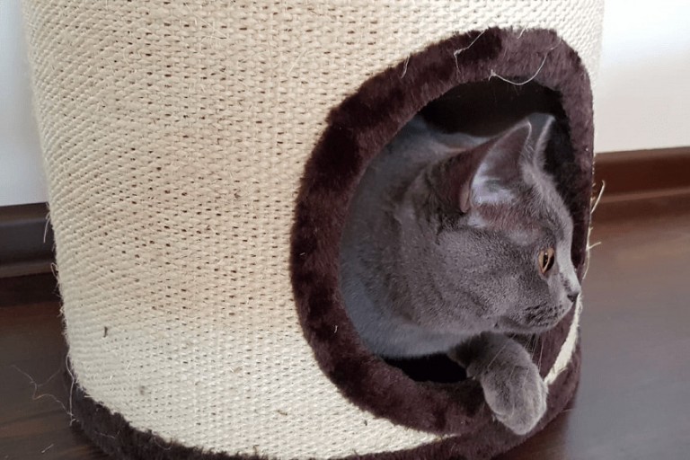 Co zrobić, żeby kot nie drapał kanapy? Kot testuje designerski drapak