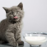 Czy kot może pić mleko? Odpowiedź nie jest oczywista