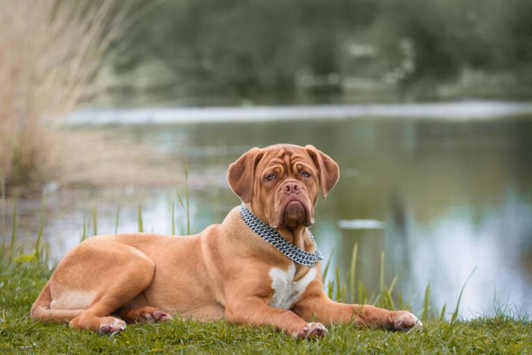 Pies rasy dog z Bordeaux (Dogue de Bordeaux), czyli popularny Śliniak z serialu „Rodzina zastępcza”