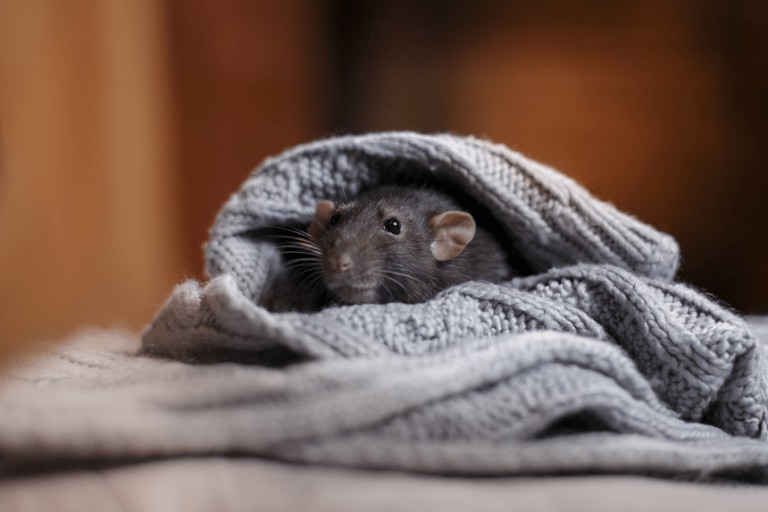 Szczur domowy – choroby, które najczęściej go męczą i jak im zapobiegać