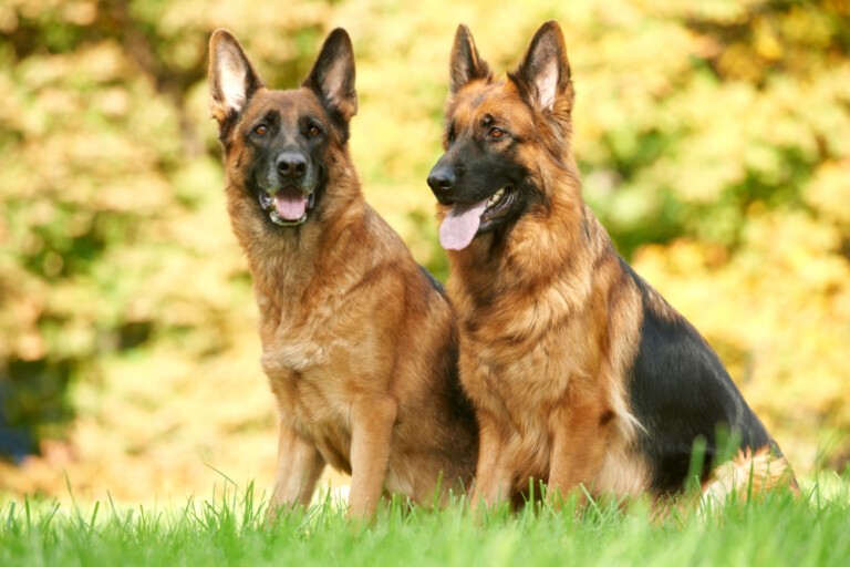 Owczarek niemiecki – wszechstronny i najbardziej popularny pies świata