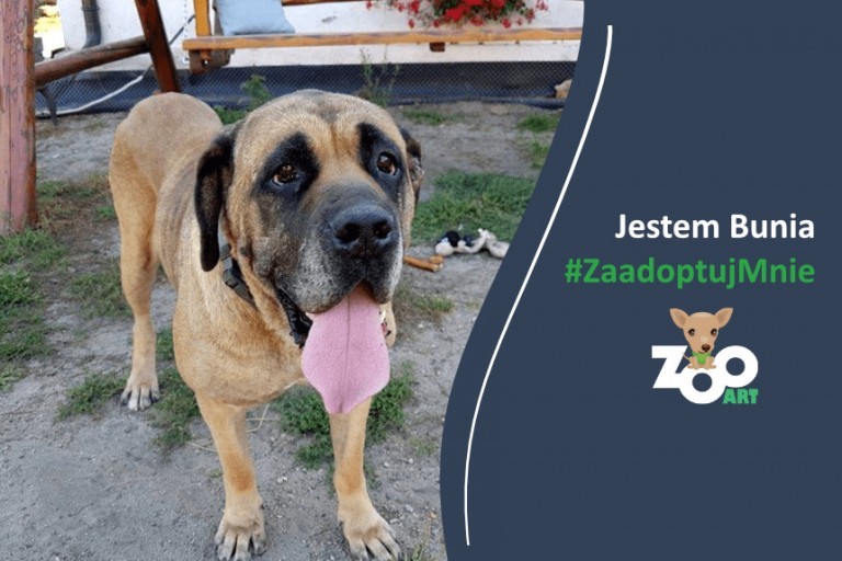 Cane corso – adopcja to szansa dla Buni. Smutna historia psiaka o wielkim sercu