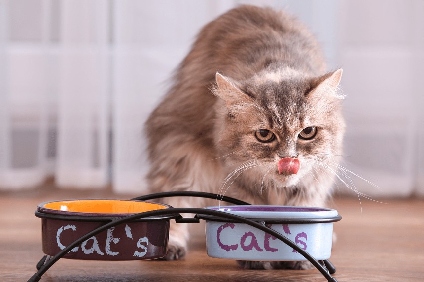 kot oblizujacy nos przy miskach z jedzeniem i piciem