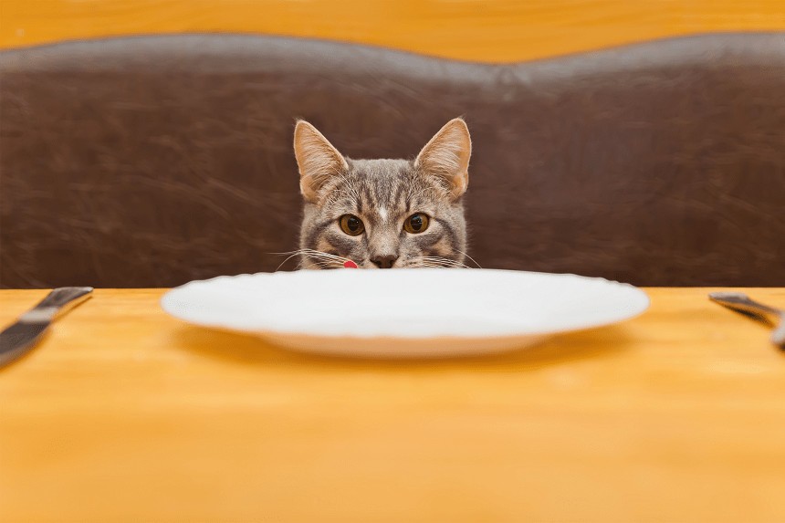 kot siedzacy za pustym talerzem przy stole