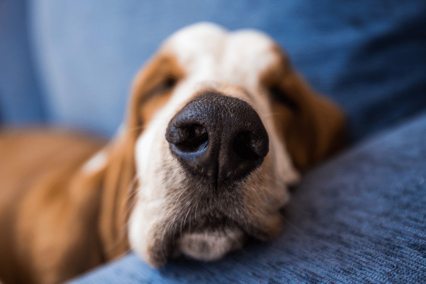 pies na kanapie zblizenie na jego nos