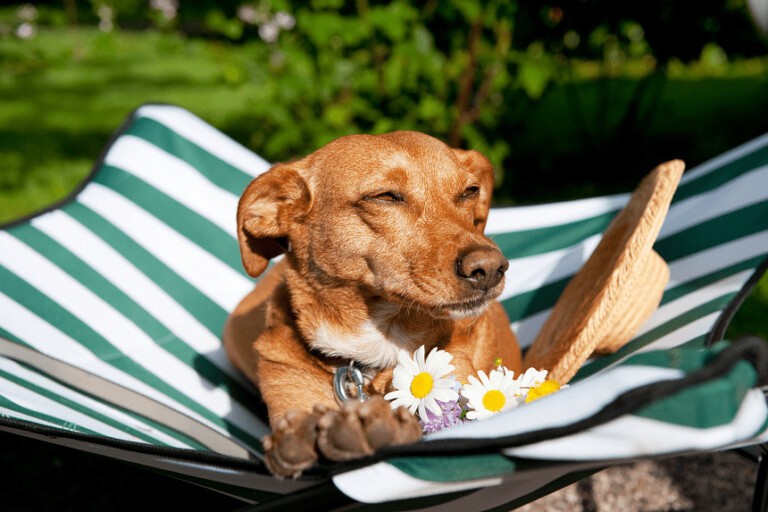 Pies na wakacjach – 3 pomysły na aktywny wypoczynek z czworonogiem