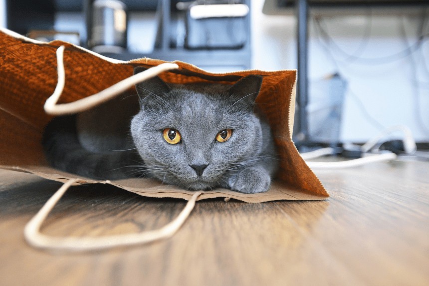 kot w papierowej torbie na podlodze