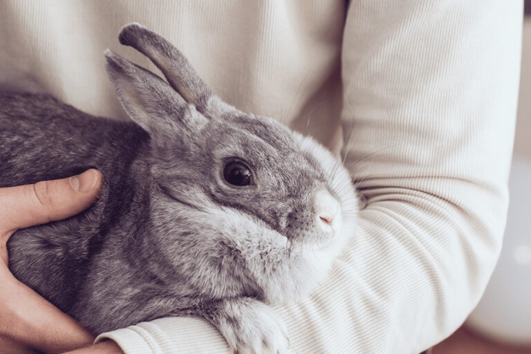 Myksomatoza u królików i inne choroby. Jak je rozpoznać i leczyć?