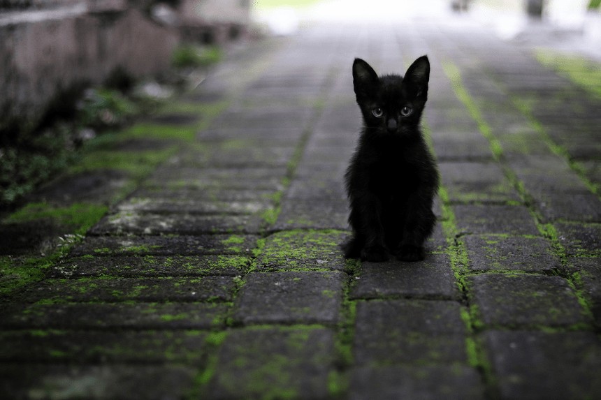 czarny kotek na chodniku
