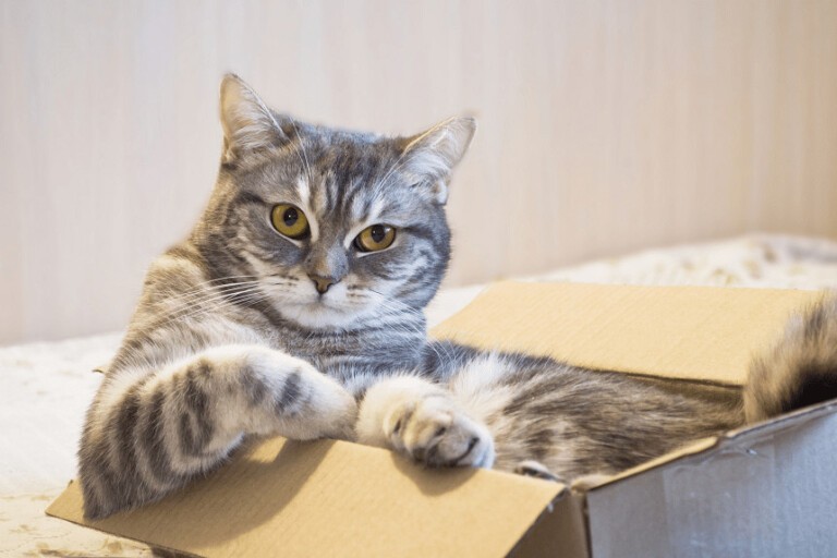 Kot w pudełku – częsty obrazek! Dlaczego koty lubią kartony?