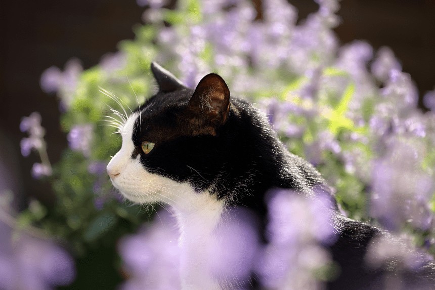 kot w fioletowych kwiatach