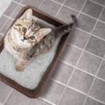 Jak nauczyć kota korzystać z kuwety?