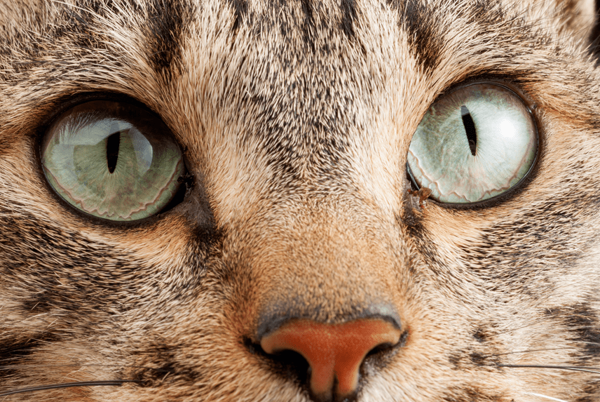 zapalenie spojówek u kota i inne najczęstsze kocie choroby oczu