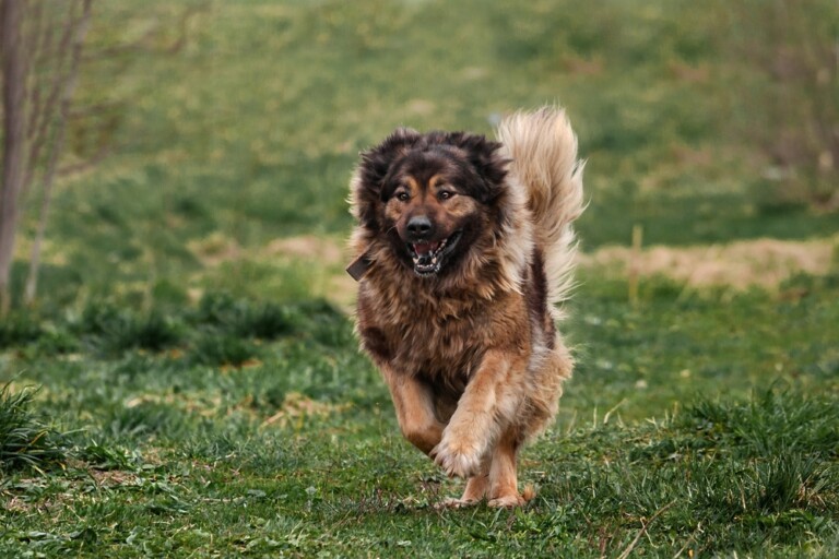 Pies kaukaski – piękny i groźny stróż. Charakter i opis rasy