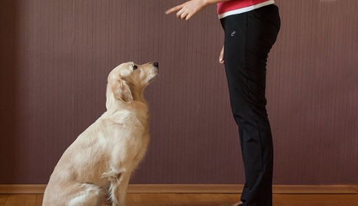 Jak nauczyć psa komendy: siad