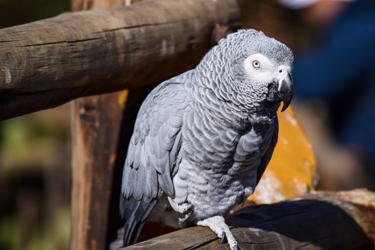 Gadające papugi – 3 gatunki, które naśladują ludzką mowę