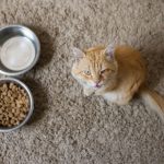 Kot nie chce jeść – 3 najczęstsze przyczyny