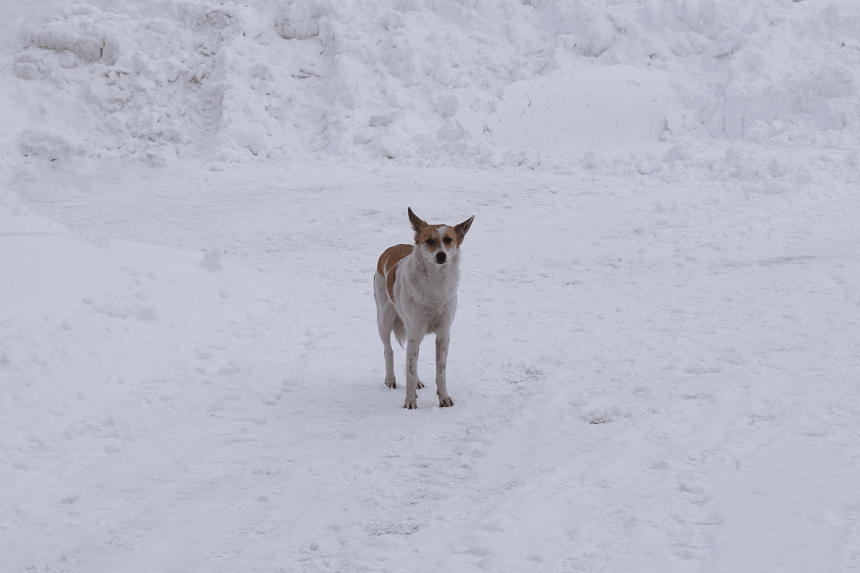 jak pomóc bezdomnym psom? 