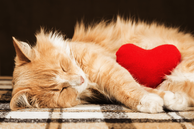 Jak kot okazuje miłość? Kocia miłość naprawdę istnieje!