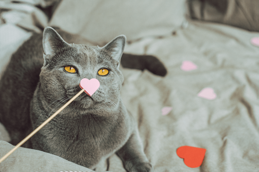 jak koty okazują miłość?