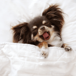 Jak oduczyć psa spania w łóżku – poradnik behawiorysty 