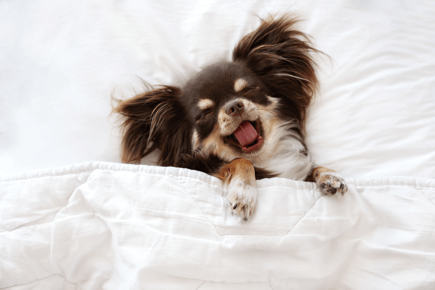 Jak oduczyć psa spania w łóżku – poradnik behawiorysty