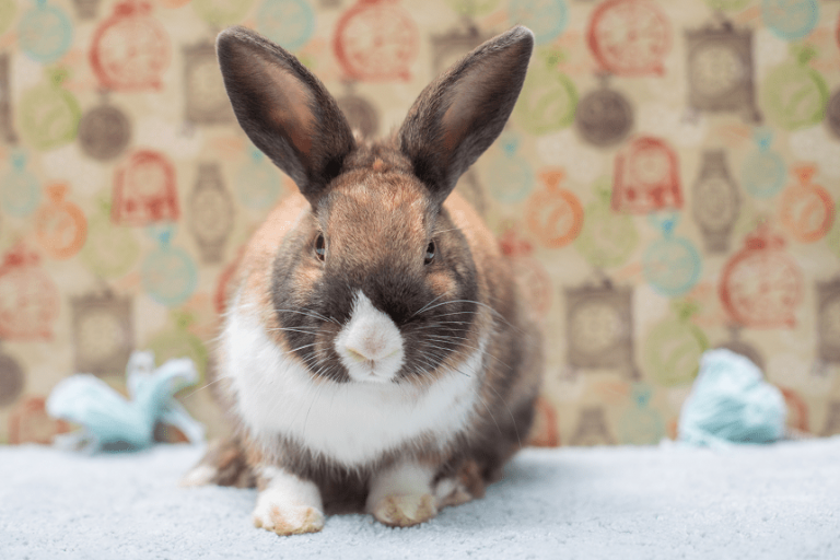 Kokcydioza u królików – pierwsza pomoc. Rady i wskazówki
