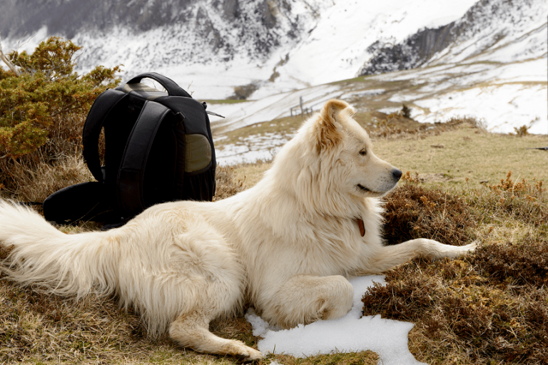 Pirenejski pies górski – ratownik i towarzysz w jednym