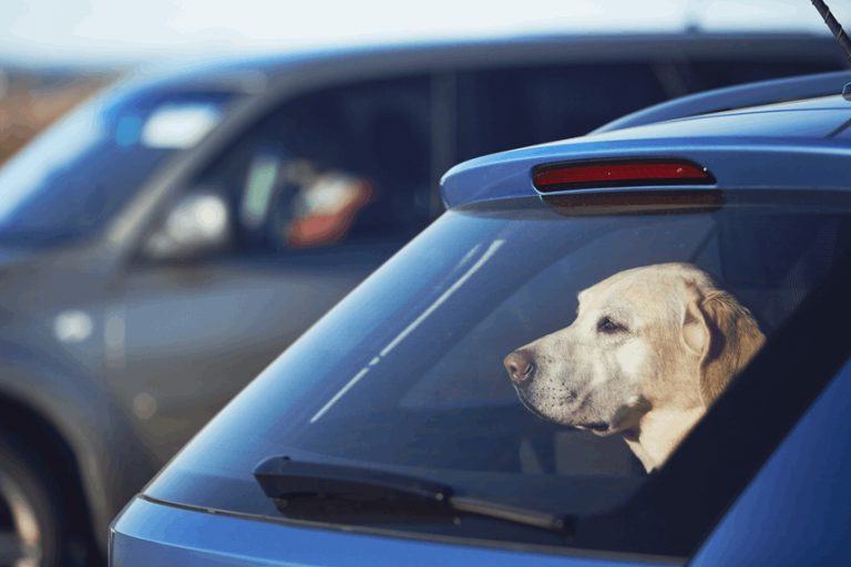 Pies zamknięty w samochodzie – reaguj, szczególnie w upał!