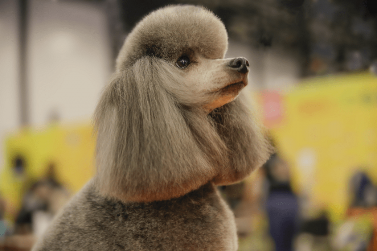 Pudel – pies elegant, czworonożny inteligent czy… francuski piesek? Opis rasy