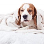 Alergia u psa – przyczyny, objawy i leczenie