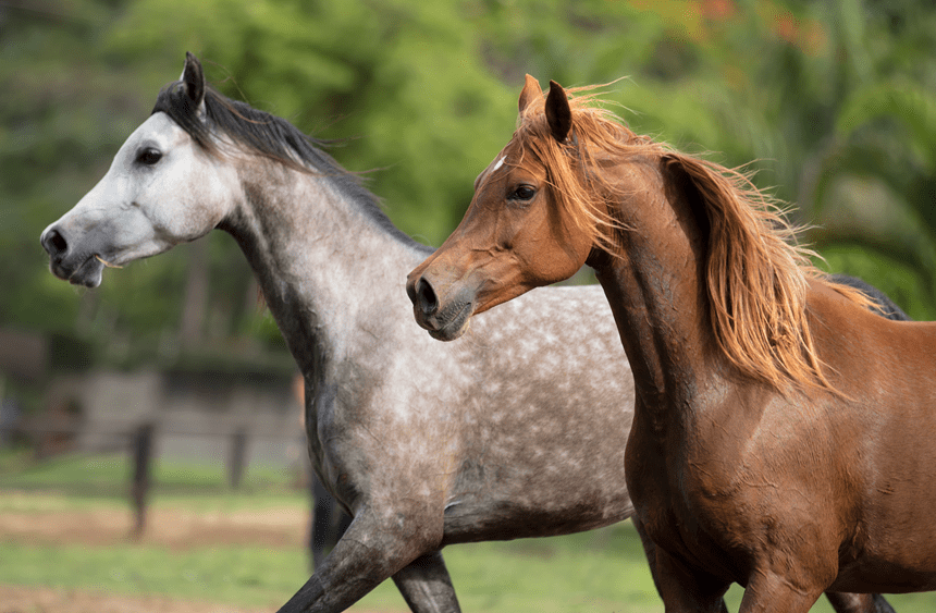 Imiona dla koni i klaczy zainspiruj się! Blog ZooArt