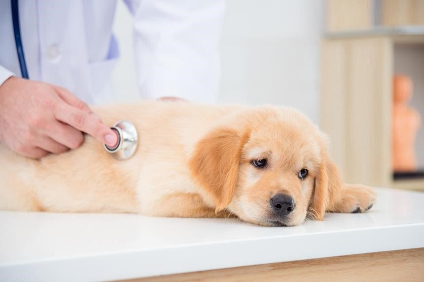 jak pomóc psu podczas biegunki?