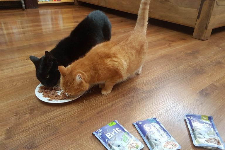 Saszetki – kocie smakołyki czy podstawa menu? Joga i Puma testują mokrą karmę – saszetki dla kota Brit Premium