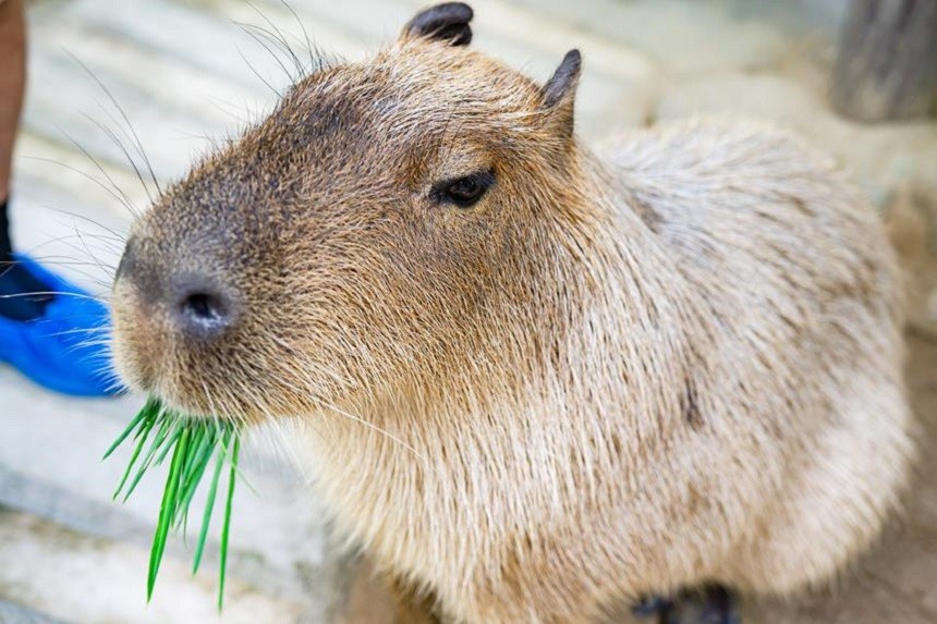 Kapibara pluszak